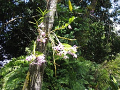 CairnsTC021 Jardin Botanique 021